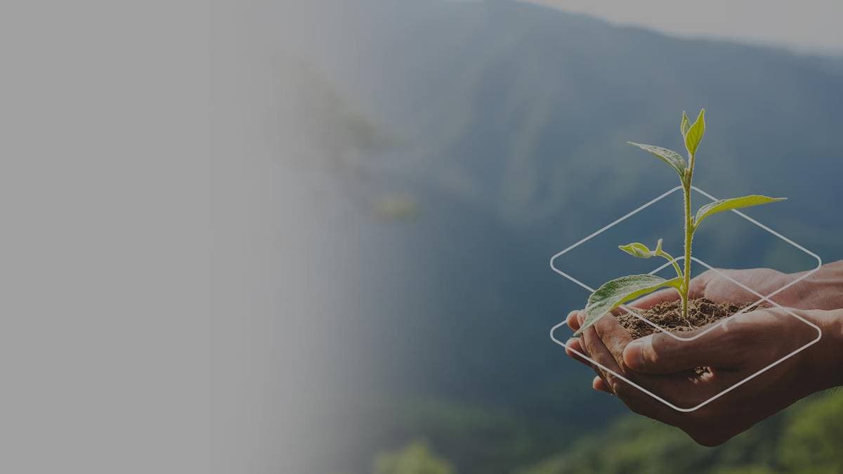 Mãos segurando uma muda de planta, simbolizando o compromisso ESG da Hórus